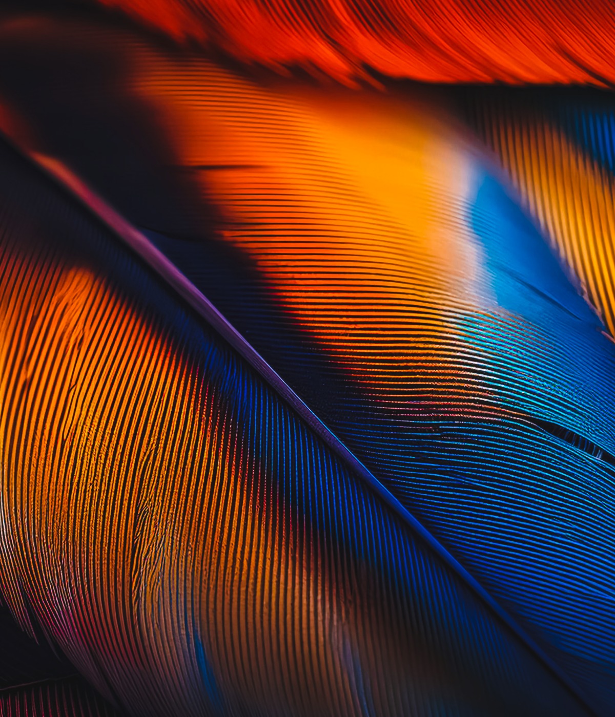 Limited Edition Collection